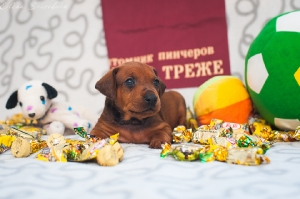 Налекс Треже Жэнталь_3