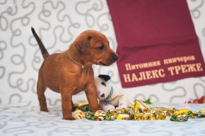 Налекс Треже Жэвиса_5