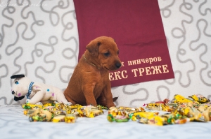 Налекс Треже Жэвиса_6