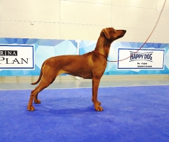 Налекс Треже Жаэтси_3