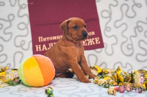 Налекс Треже Жаэтси_7