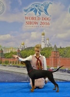 Налекс Треже Енисид_6