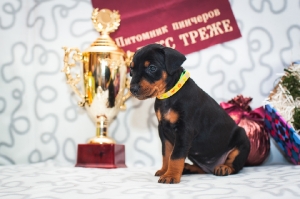 Налекс Треже Елисоль_3