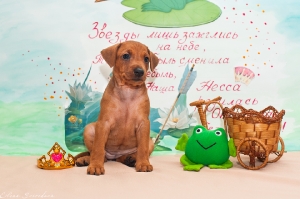 Налекс Треже Несса