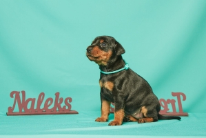 Налекс Треже Цуквер_10