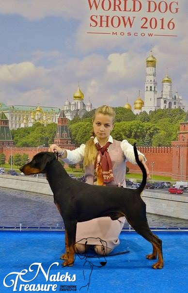 Налекс Треже Дальгвен_5