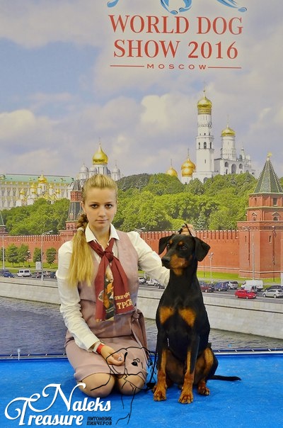 Налекс Треже Дальгвен_14