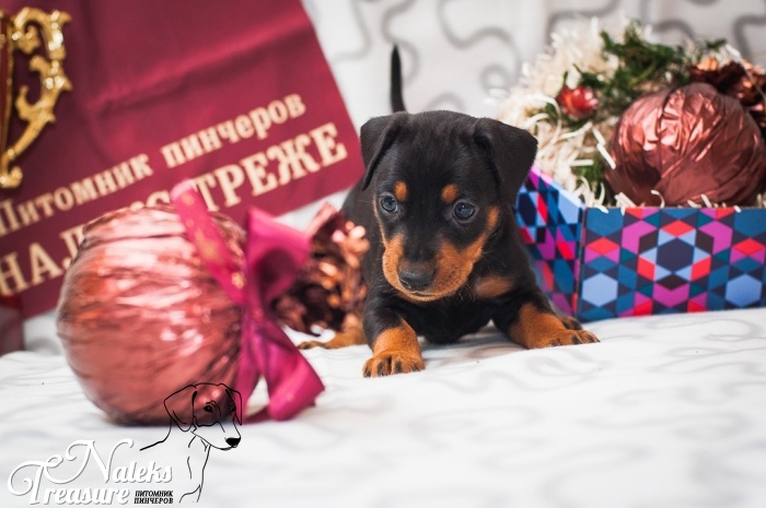 Налекс Треже Елинира_4