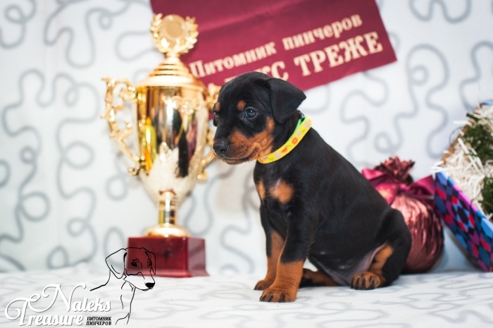 Налекс Треже Елисоль_3