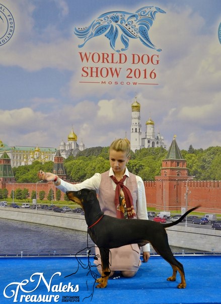 Налекс Треже Енисид_6