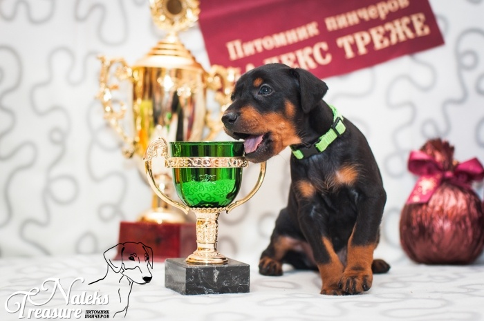 Налекс Треже Ессенд_1