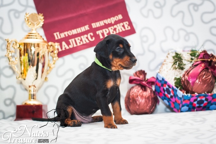 Налекс Треже Ессенд_2