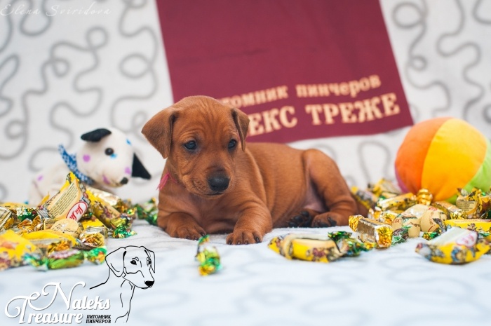 Налекс Треже Жаэтси_5