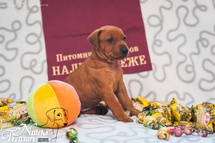 Налекс Треже Жаэтси_7