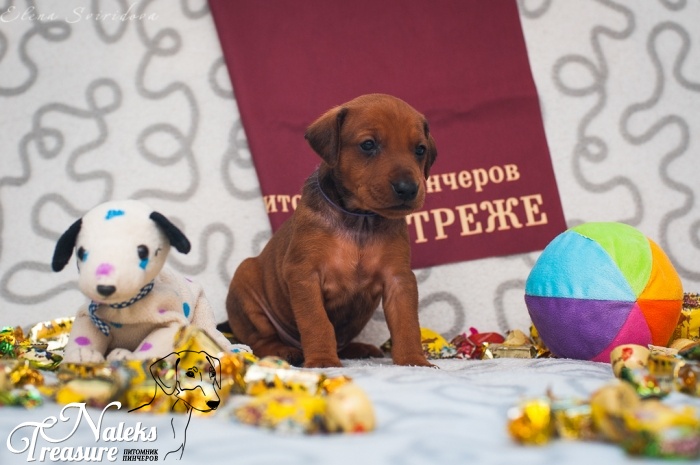 Налекс Треже Жуанвиль_6