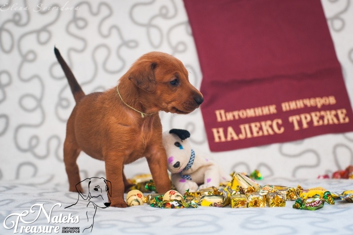 Налекс Треже Жэвиса_5