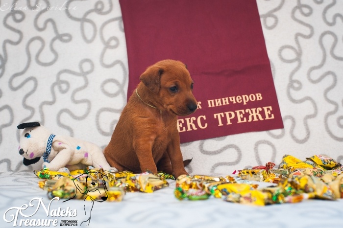 Налекс Треже Жэвиса_6