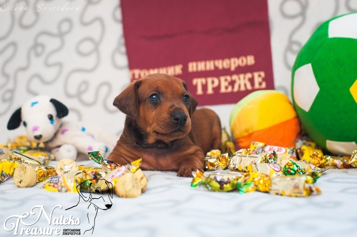 Налекс Треже Жэнталь_3