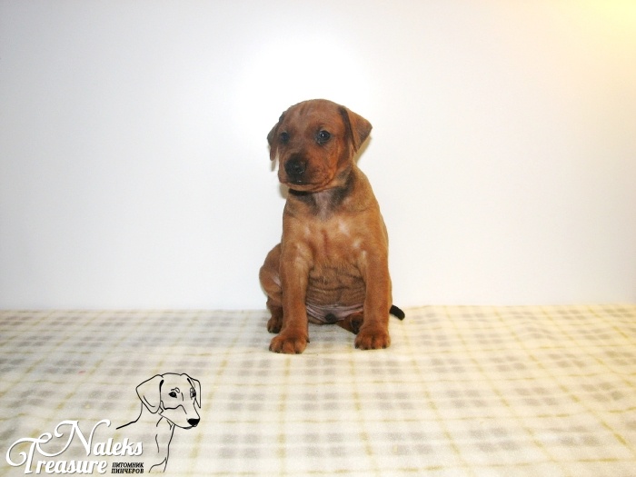 Налекс Треже Зольдиак_8